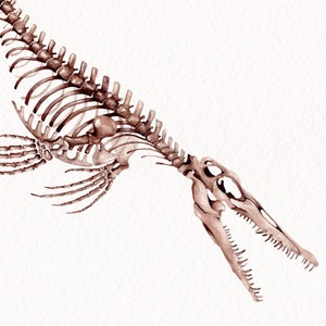 Mosasaur Dinosaur Tooth Fossil & Illustration Mosasauridae sp image 4
