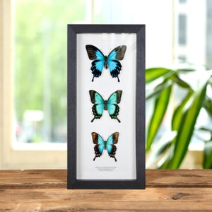 Asian Swallowtail Butterfly Trio In Box Frame (Papilio ulysses telegonus, lorquinianus &amp; pericles)