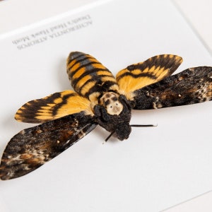 Death's Head Moth in Box Frame Acherontia atropos image 4