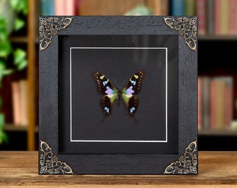 Purple Mountain Swallowtail in Baroque Style Frame (Graphium weiskei arfakensis)