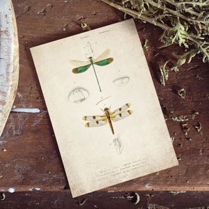 Vintage Dragonfly Giclee Print, Antique Dragonfly Print, Antique Dragonfly Art Print, Vintage Entomology Print Wall Art - A4, A3, A2