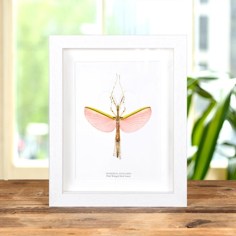 Pink Winged Stick Insect in Box Frame Necroscia annulipes 画像 2