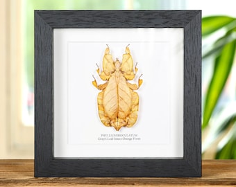 Gray's Leaf Insect Orange Form in Box Frame (Phyllium bioculatum)