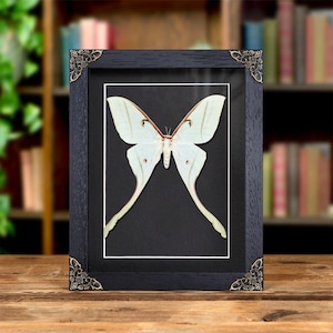 Female Spirit Moth In Baroque Style Frame (Actias rhodopneuma)