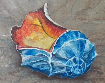 Blue Seashell -   Print - Unframed