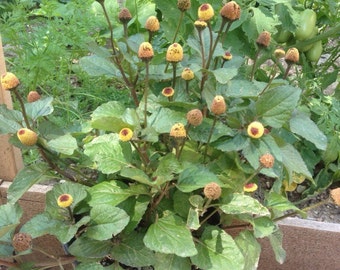 Toothache Plant (Eyeball Plant) Seeds