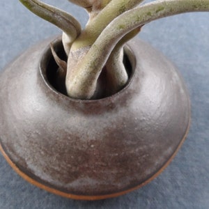 May include: A close-up of a small, dark brown ceramic planter with a light brown rim. A green air plant is growing out of the planter.