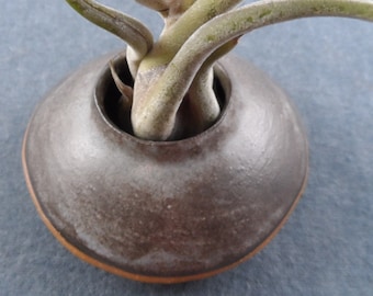 Dark Brown Ceramic Wall Pod - Hand Built Air Plant Holder