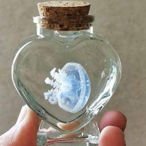 Preserved Jellyfish in Heart Bottle – Real Papuan Jellyfish Specimen in Glass Jar Oddities Decor