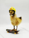 Funny Taxidermy Duckling – Unique Gift for Sister, Mom, or Friend | Quirky Home Decor & Cute Animal Collectible