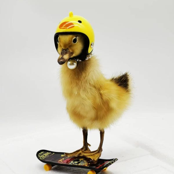 Funny Taxidermy Duckling – Unique Gift for Sister, Mom, or Friend | Quirky Home Decor & Cute Animal Collectible