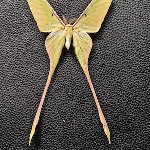 May include: A Luna moth with pale yellow wings and pink accents, resting on a textured black surface. The moth has long, slender, pink-toned tails extending from its hindwings. The moth's body is a creamy white color.