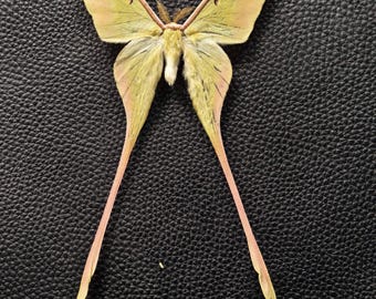 Chinese Moon Moth Actias sinensis – Closed Wings, Real Dried Insect Specimen for DIY, Art, or Study