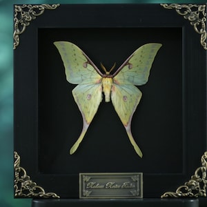 May include: A framed Luna moth specimen. The moth has pale green wings with a yellow body and long, trailing hindwings. The black frame has ornate gold corner accents and a small nameplate at the bottom. The background is a blurred green.