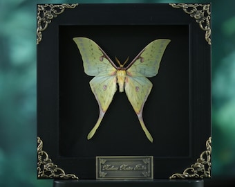 Vera falena cometa incorniciata / Argema Mittrei Esemplare naturale da parete / Decorazione eterea con insetto