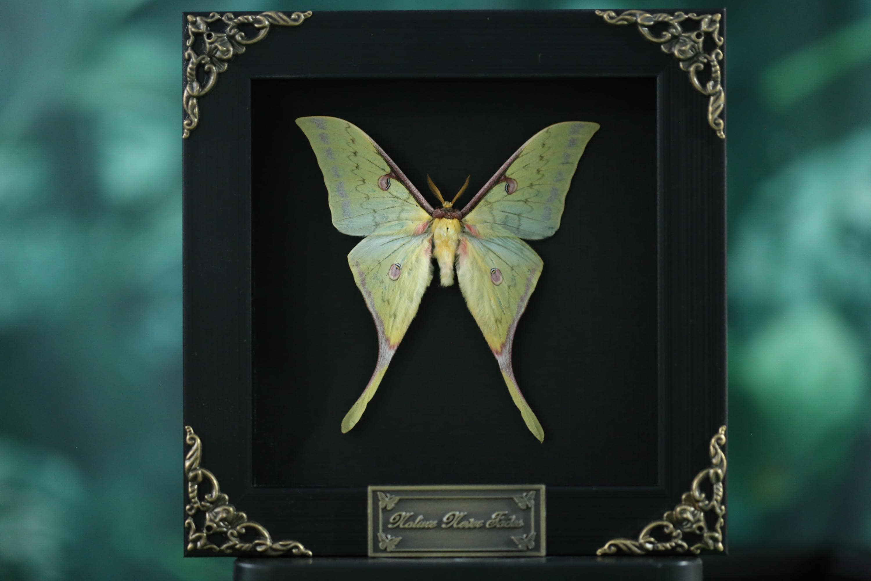 Silk moth - Etsy 日本