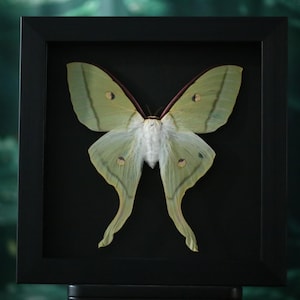 Polilla Luna Verde Encantada – Actias luna enmarcada para exhibiciones de naturaleza, gótico y curiosidades imagen 5