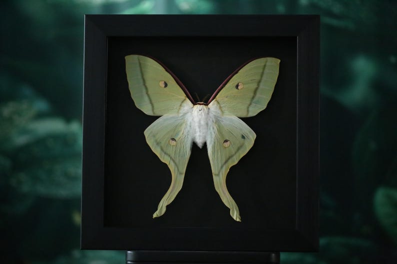 Polilla Luna Verde Encantada – Actias luna enmarcada para exhibiciones de naturaleza, gótico y curiosidades imagen 5
