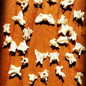 25 Bleach cleaned real mink vertebrae. Jewelry Beads, Necklace Supplies