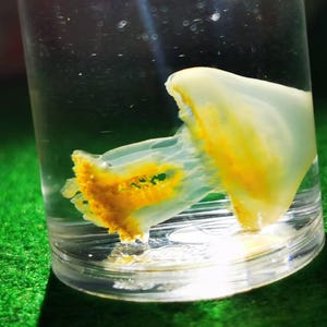 Mini Jellyfish Specimen – Real Floating Jellyfish in a Tiny Glass Bottle | Necklace Pendant, Keychain, or Unique Decor | 6 Colors Available