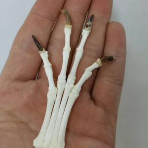 Pode incluir: Um close-up de uma pata de esqueleto de um pequeno animal com cinco ossos e garras. Os ossos são brancos e as garras são marrons.