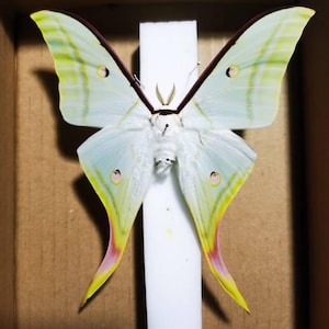 May include: A preserved Actias luna moth with pale lime green wings, featuring distinct eyespots on each wing and long, flowing tails. The moth has a white, fuzzy body and is mounted on a vertical white strip, displaying a dark maroon leading edge on the upper wings and pinkish-red tips on the elongated tails.