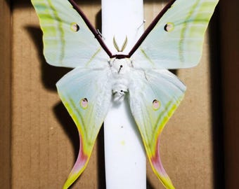 Luna Moth Specimen – Real Actias luna Moth, Wings Closed or Spread, Natural Green Dried Moth, Collection Art DIY Taxidermy