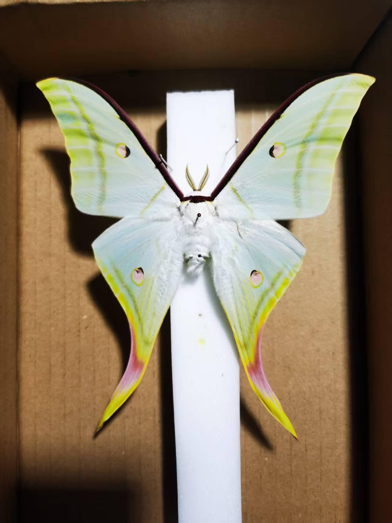 Atlas moth specimen - Etsy 日本