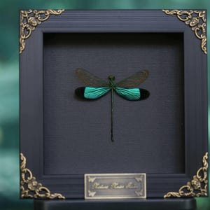 Pode incluir: Um espécime de libélula emoldurado com asas turquesa e pretas iridescentes, sobre um fundo escuro. A moldura preta tem detalhes dourados nos cantos e uma pequena placa gravada. A libélula está centrada.