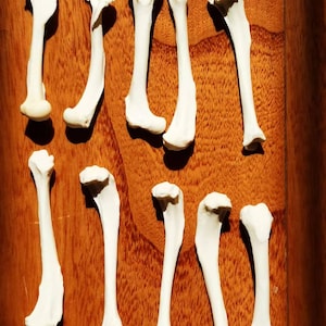 Könnte beinhalten: Eine Sammlung weißer Tierknochen, die in Reihen auf einer Holzoberfläche angeordnet sind. Die Knochen sind unterschiedlich lang und dick, was darauf hindeutet, dass sie von einem kleinen Tier stammen könnten.