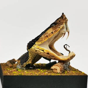 May include: A detailed sculpture of a snake with its mouth wide open, revealing sharp fangs. The snake is primarily black, yellow, and brown, resting on a small, square base with a naturalistic setting of dirt and small pieces of wood. The snake's open mouth shows its tongue.