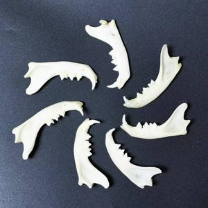 本物の動物の顎骨 - ボブキャット、ミンクの顎骨標本 - 芸術的および儀式的な使用に最適です。
