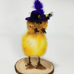 Pode incluir: Um patinho amarelo e fofo de duas cabeças usando um chapéu roxo com véu preto e uma pena roxa. O patinho está em pé sobre uma base de madeira.