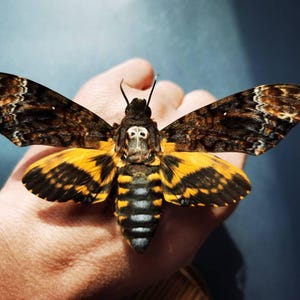 May include: A Death's-head Hawkmoth, with wings spread, displaying a complex pattern of brown, black, and yellow. The moth's body is striped, and the head features a distinctive skull-like marking. The insect is held in a hand.