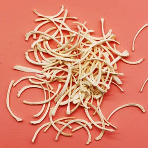 漂白されたミンクの肋骨 20 本。本物の骨です。