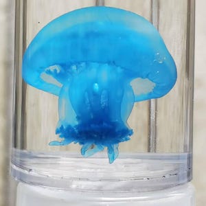 Mini Jellyfish Specimen — Available in Blue and Pink, Ethically Sourced, Liquid-Preserved Ocean-Inspired Decor and Collectible