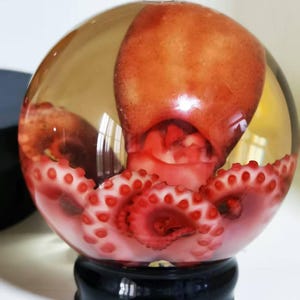 3.75-Inch Ethically Sourced Octopus Specimen in Glass Globe – Preserved Marine Curiosity