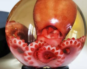 3,75-inch octopusmonster uit ethische herkomst in glazen bol – Preserved Marine Curiosity