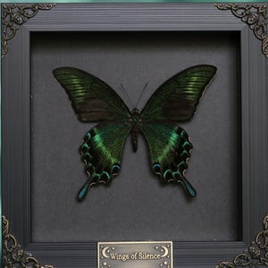 May include: A framed butterfly specimen with iridescent green and black wings. The butterfly is centered on a dark grey background within a black frame with ornate corner details. The text "Wings of Silence" is on a small plaque.
