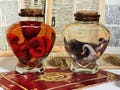 Mini Preserved Octopus in Heart Jar – Red or Natural, Ethical Wet Specimen