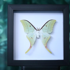 Polilla Luna Verde Encantada – Actias luna enmarcada para exhibiciones de naturaleza, gótico y curiosidades imagen 6