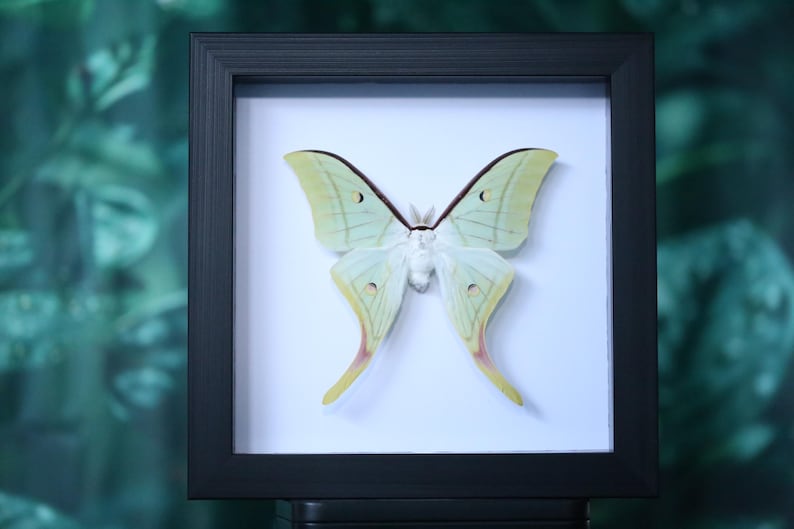Polilla Luna Verde Encantada – Actias luna enmarcada para exhibiciones de naturaleza, gótico y curiosidades imagen 6