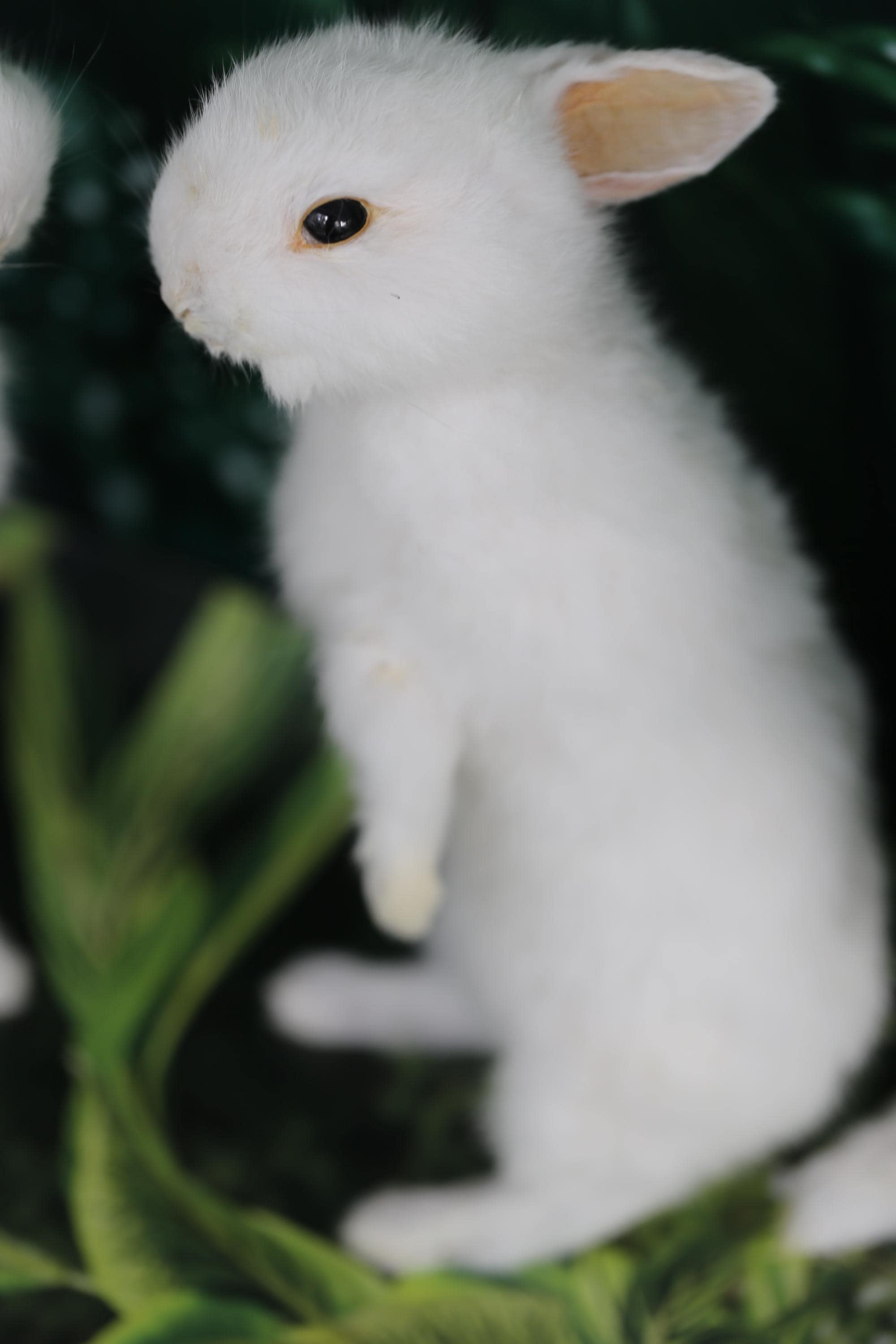 White Rabbit Taxidermy – Vintage Single-head Specimen, Snow White