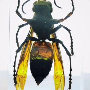 Asian Giant Hornet in Lucite, Resin