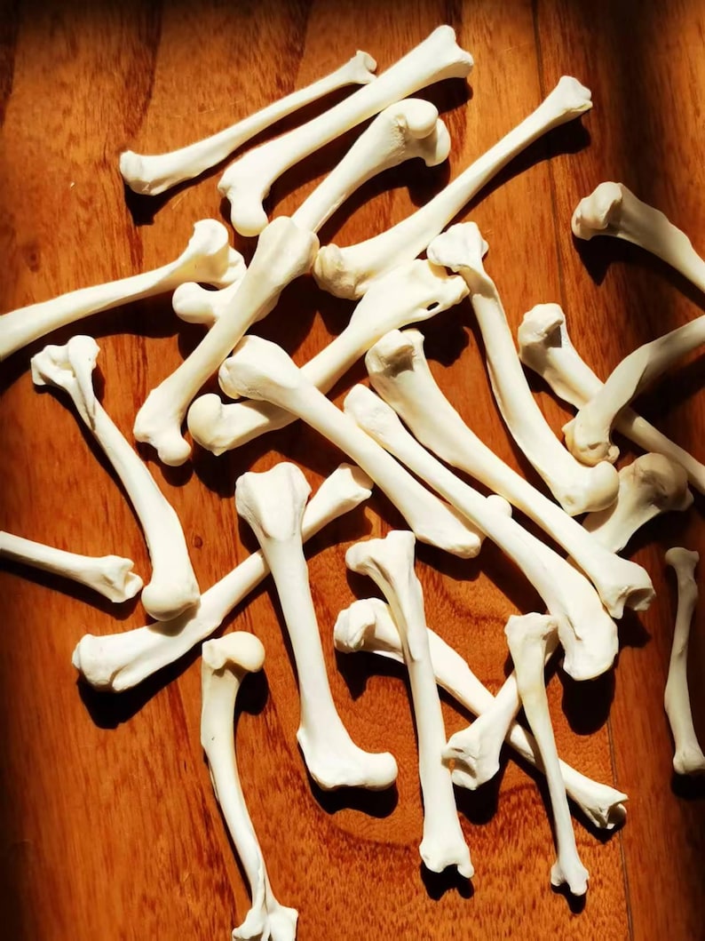 10 Cleaned and Bleached Mink Leg Bone Specimens (2-2.5 Inches), Real ...