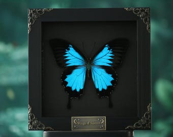 Cadre papillon véritable Papilio Ulysse | Boîte d'ombres bleu foncé machaon | Présentoir mural d'insectes exotiques rares | Décoration de curiosité naturelle