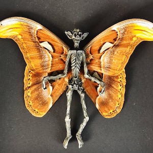 Mummified Fairy with Real Atlas Moth Wings – Gothic Oddity Wall Art, Handmade Curiosity Decor, Dark Fantasy Gift