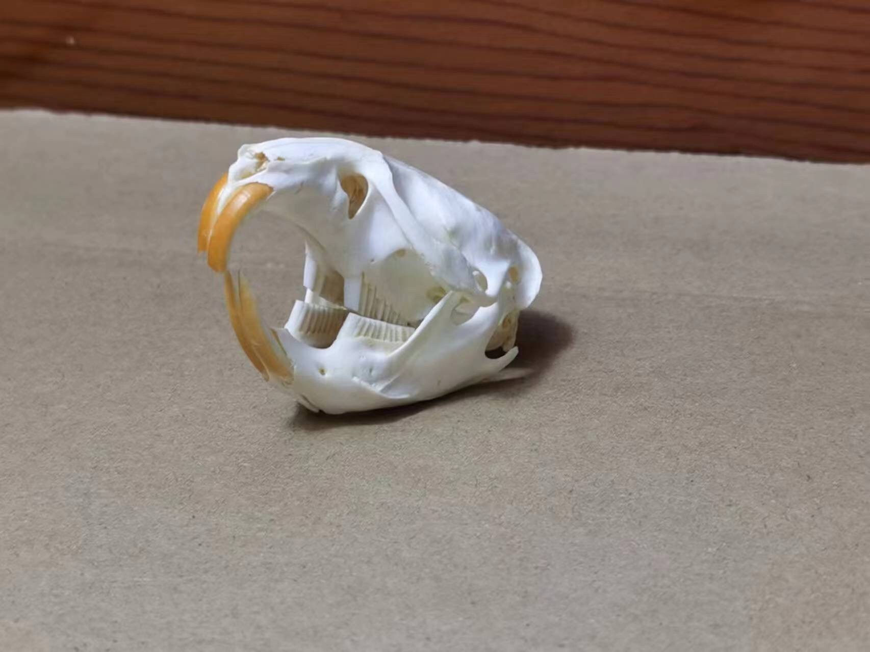 ドブネズミの頭蓋骨。本物の頭蓋骨。齧歯動物。ネズミ。骨。 - Etsy 日本