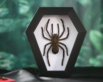 Real Goliath Birdeater Tarantula Frame, Gothic Shadow Box Insect Taxidermy, Horror Curiosity Wall Decor, Natural History Display