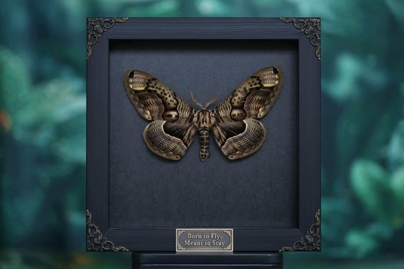 Large Real Owl Moth Frame, Female Brahmaea wallichii Display, Framed Insect Taxidermy, Natural History Wall Art, Unique Collector Gift